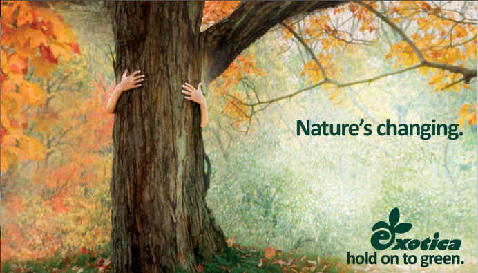 tree hugging exotica add